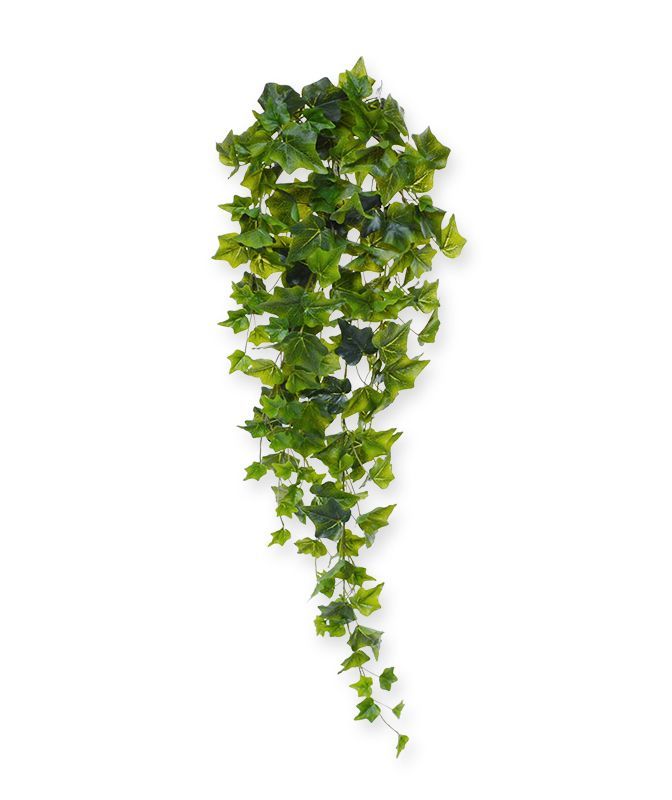 Pflanzenglanz® Efeu Hängepflanze 80 cm grün