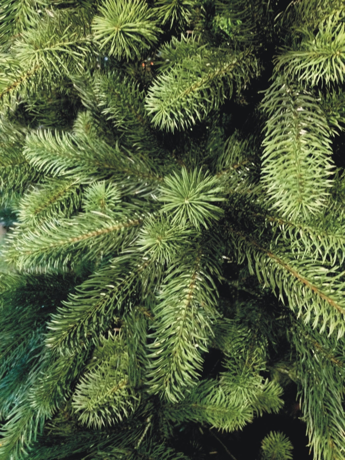 Pflanzenglanz® Künstlicher Weihnachtsbaum - Höhe: 180cm ohne LED Beleuchtung aus Premium Spritzguss  ( PE-BO180 )