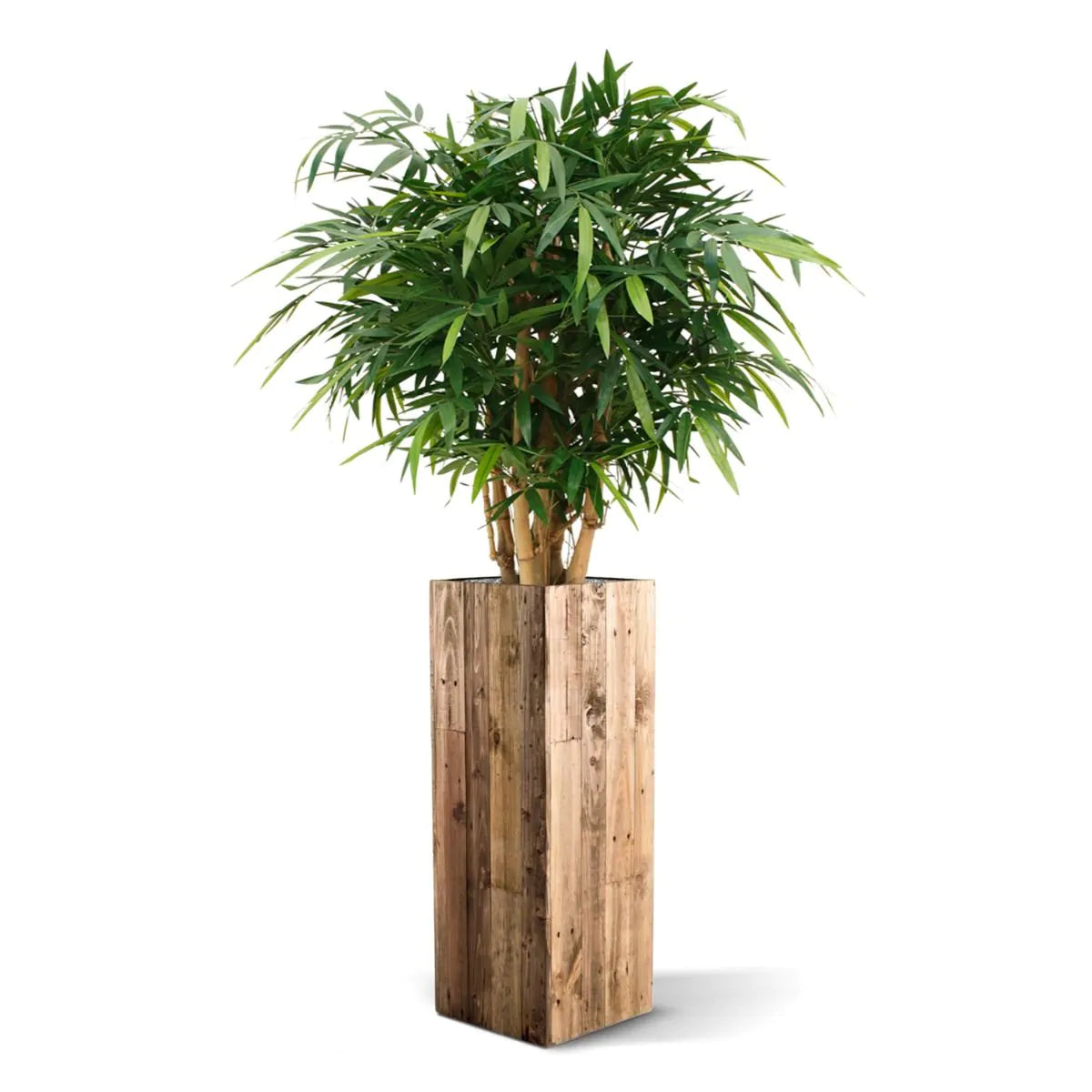 Pflanzenglanz® Buddha Bambus Kunstpflanze Deluxe 125 cm Kunstbaum