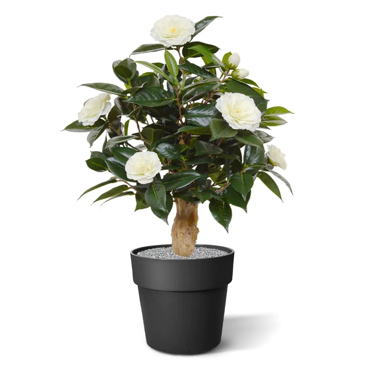 Pflanzenglanz® Kamelie Kunstpflanze (Camellia Japonica) Deluxe 65 - 150cm