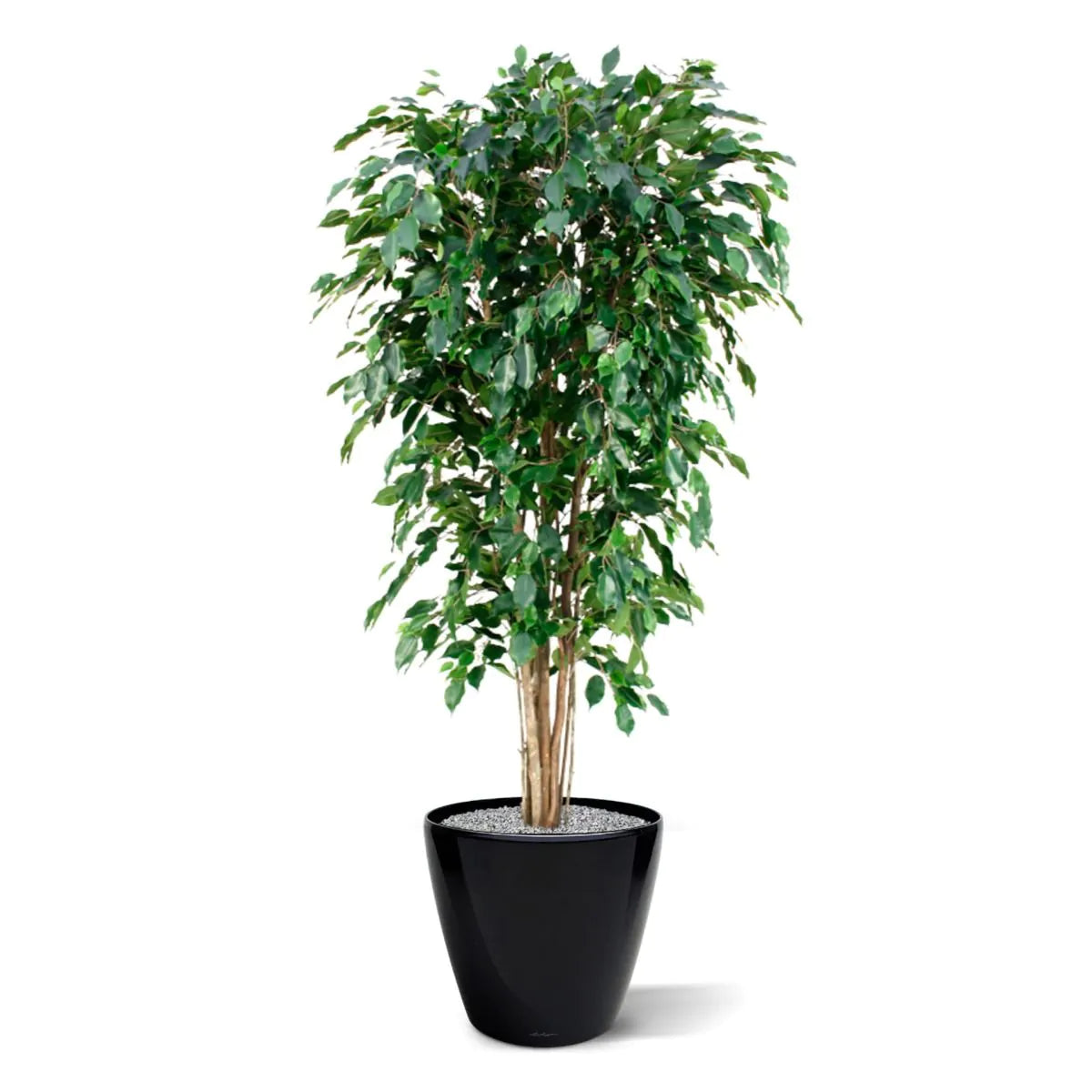 Pflanzenglanz® Ficus Kunstpflanze Exotica Deluxe 180 cm grün Kunstbaum