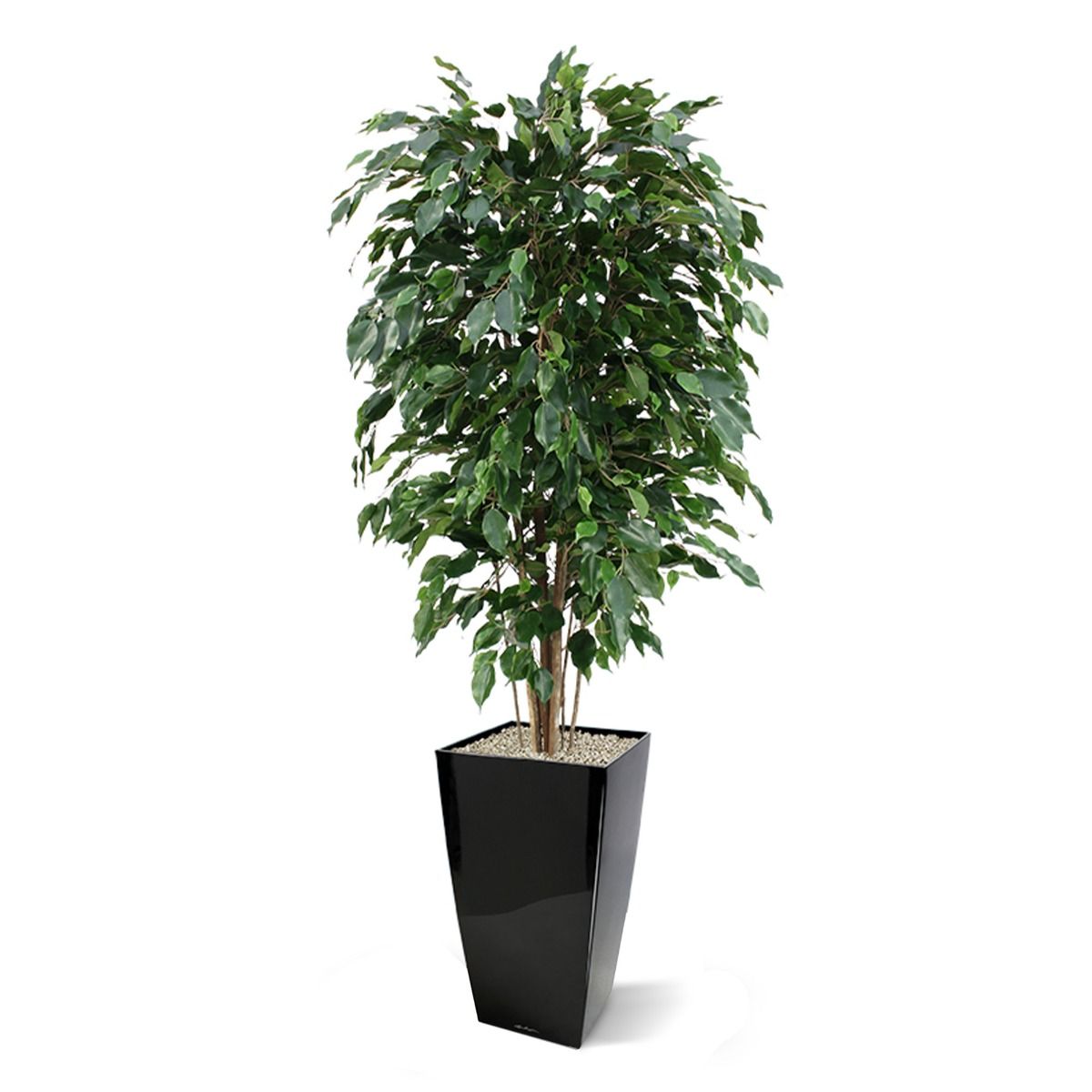 Pflanzenglanz® Ficus Kunstpflanze Exotica Deluxe 150 cm grün Kunstbaum