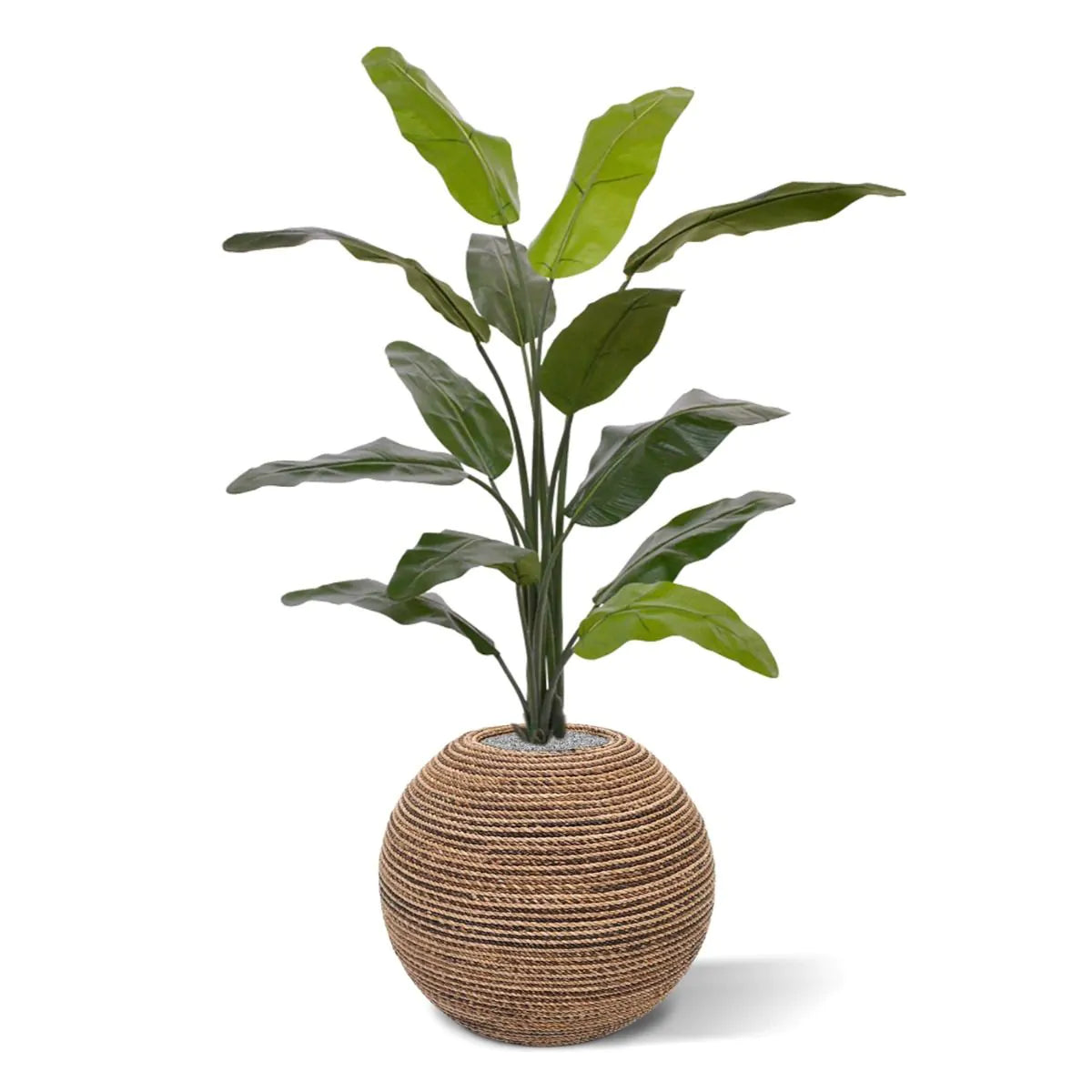 Pflanzenglanz® Künstliche Traveller Palme (Baum der Reisenden) 130 cm