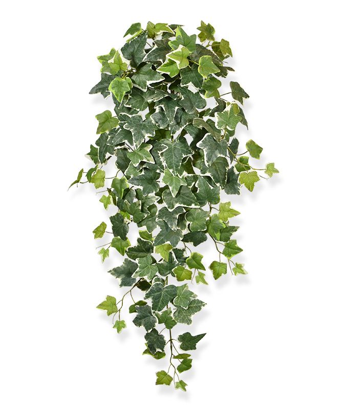 Efeu Pflanzenglanz® künstliche 75 hängepflanze